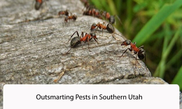 Outsmarting Pests in Southern Utah