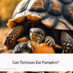 Can Tortoises Eat Pumpkin
