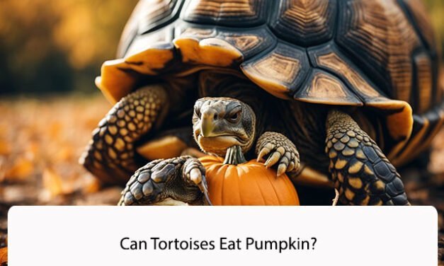 Can Tortoises Eat Pumpkin?