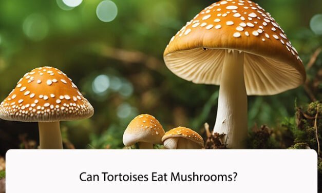 Can Tortoises Eat Mushrooms?