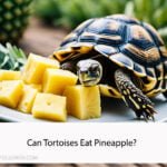 Can Tortoises Eat Pineapple