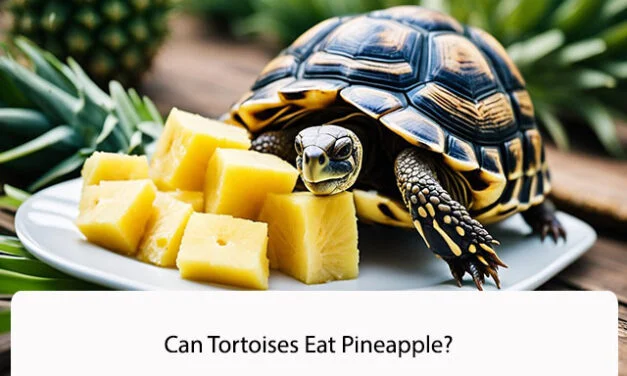 Can Tortoises Eat Pineapple?