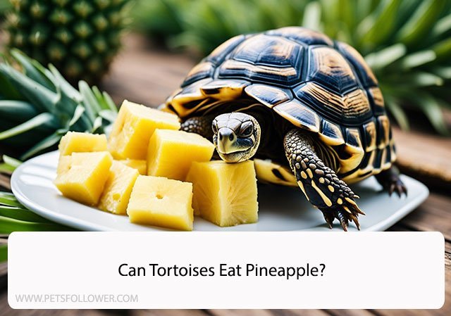 Can Tortoises Eat Pineapple?