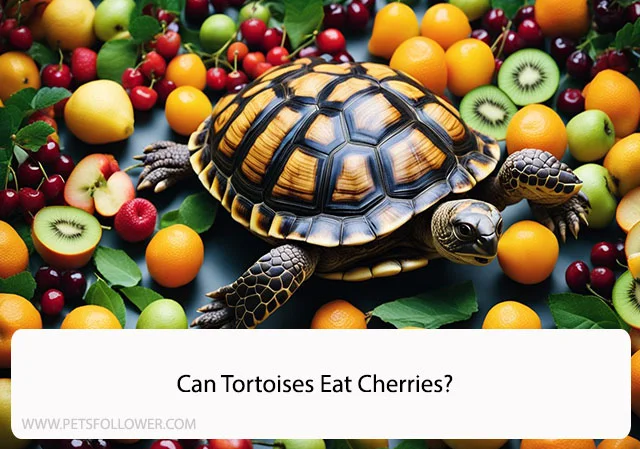 Can Tortoises Eat Cherries?