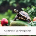Can Tortoises Eat Pomegranate