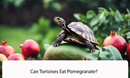 Can Tortoises Eat Pomegranate?