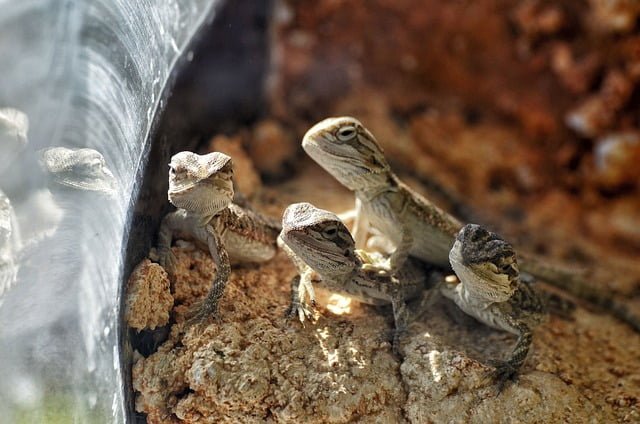 Feeding Baby Dragons