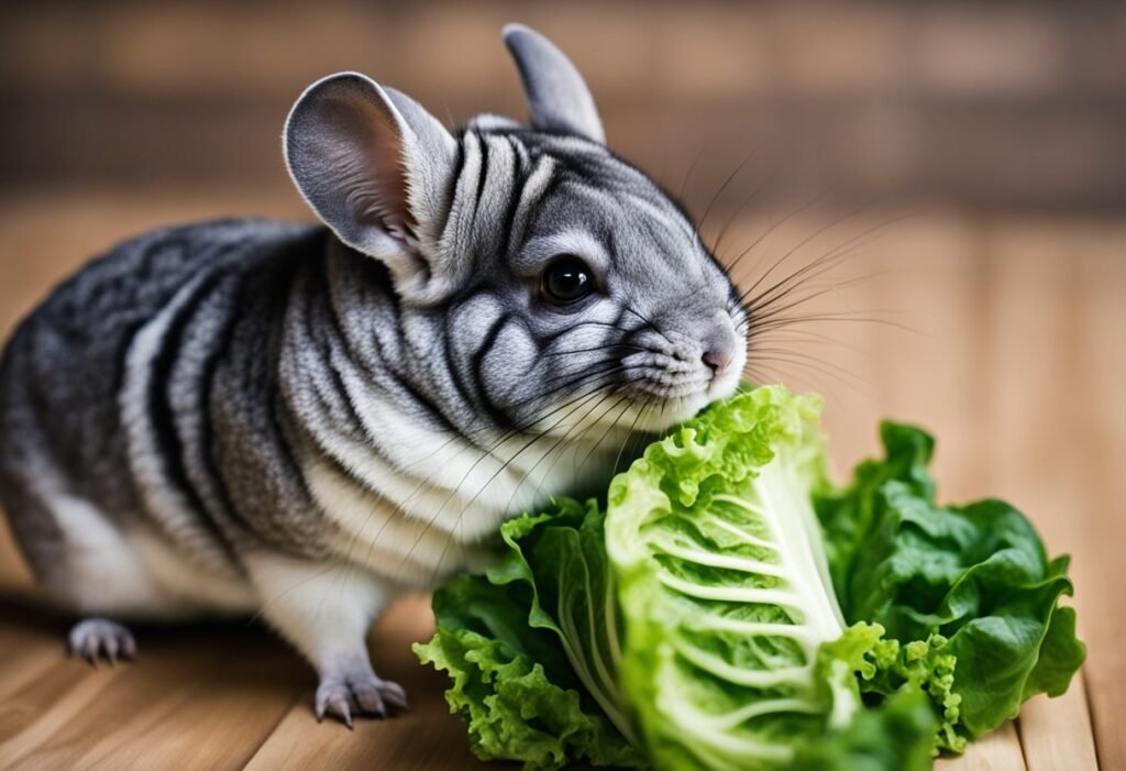 Can Chinchillas Eat Romaine Lettuce
