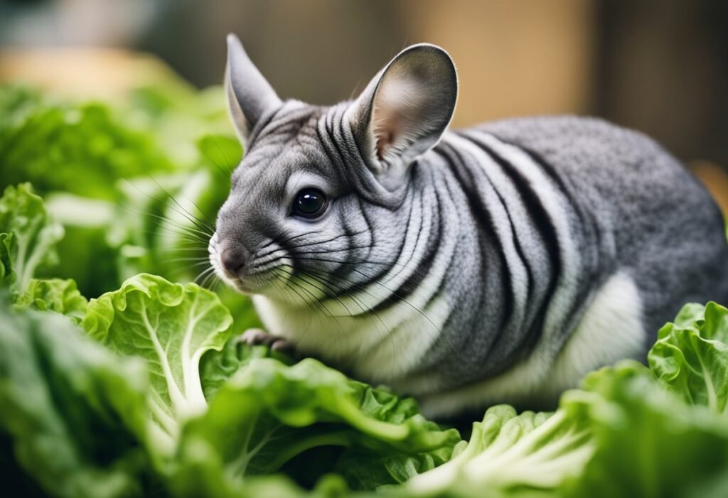 Can Chinchillas Eat Romaine Lettuce