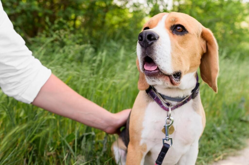 Neoprene Dog Collars