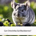 Can Chinchillas Eat Blackberries