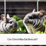 Can Chinchillas Eat Broccoli