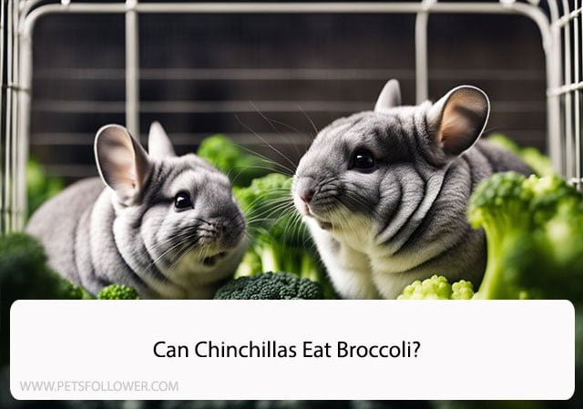 Can Chinchillas Eat Broccoli?