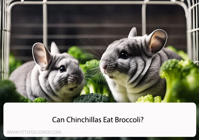 Can Chinchillas Eat Broccoli?
