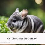 Can Chinchillas Eat Cilantro