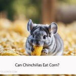 Can Chinchillas Eat Corn