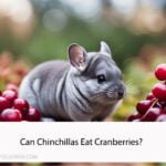 Can Chinchillas Eat Cranberries