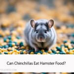 Can Chinchillas Eat Hamster Food