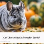 Can Chinchillas Eat Pumpkin Seeds