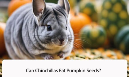 Can Chinchillas Eat Pumpkin Seeds?