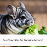 Can Chinchillas Eat Romaine Lettuce