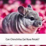 Can Chinchillas Eat Rose Petals