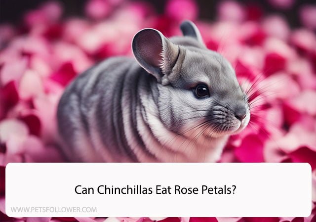 Can Chinchillas Eat Rose Petals?