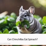 Can Chinchillas Eat Spinach