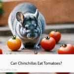 Can Chinchillas Eat Tomatoes