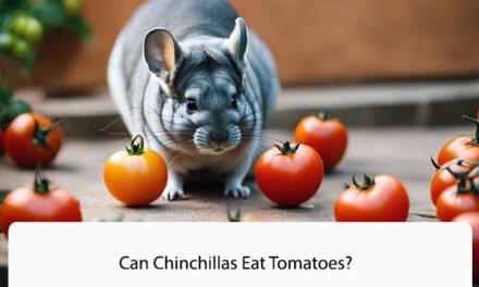 Can Chinchillas Eat Tomatoes?