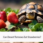 Can Desert Tortoises Eat Strawberries