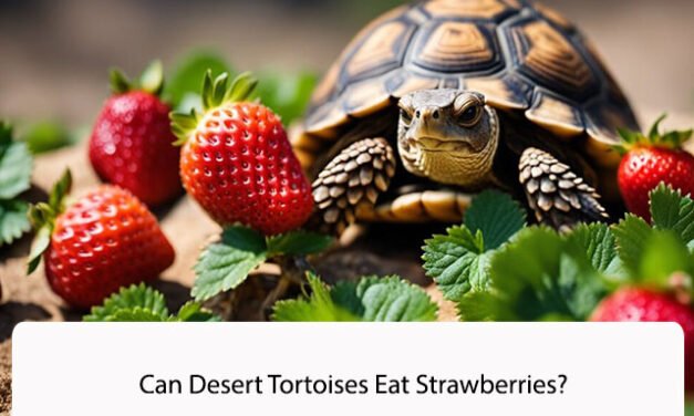 Can Desert Tortoises Eat Strawberries?