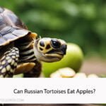 Can Russian Tortoises Eat Apples