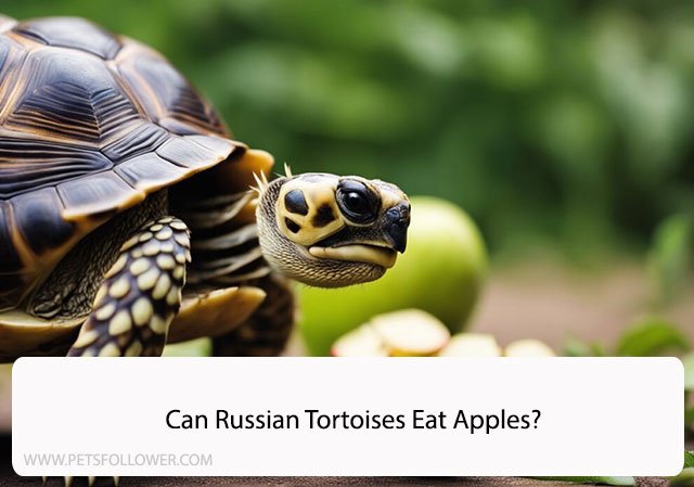 Can Russian Tortoises Eat Apples?