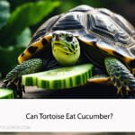 Can Tortoise Eat Cucumber