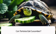 Can Tortoise Eat Cucumber