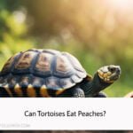 Can Tortoises Eat Peaches