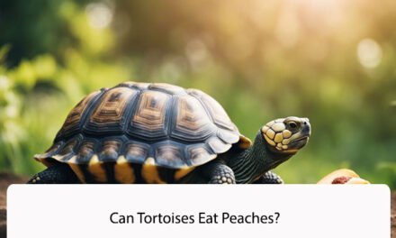 Can Tortoises Eat Peaches?