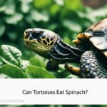 Can Tortoises Eat Spinach