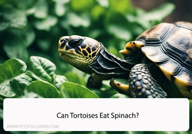 The Surprising Truth: Can Tortoises Eat Spinach?