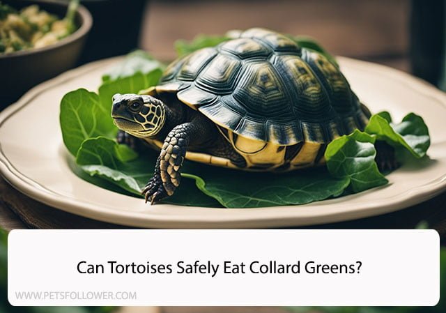 Can Tortoises Eat Collard Greens?