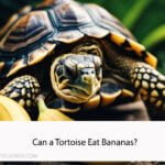 Can a Tortoise Eat Bananas
