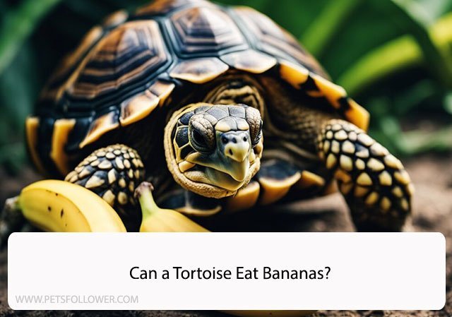 Can a Tortoise Eat Bananas?