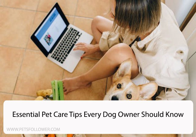 Essential Pet Care Tips Every Dog Owner Should Know