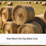 How Much Do Hay Bales Cost