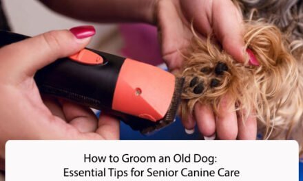 How to Groom an Old Dog: Essential Tips for Senior Canine Care