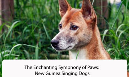 The Enchanting Symphony of Paws: New Guinea Singing Dogs