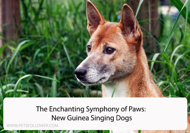 The Enchanting Symphony of Paws: New Guinea Singing Dogs