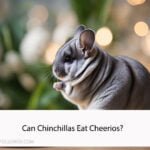 Can Chinchillas Eat Cheerios