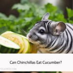 Can Chinchillas Eat Cucumber